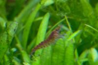 Red Cherry Shrimp Thumbnail