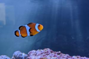 Clownfish Thumbnail
