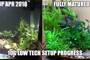 Planted Nano Comparative Shot