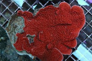 Montipora plátová červená Thumbnail