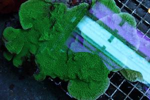 Montipora plátová zelená Thumbnail