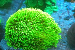 Green Star Polyp Thumbnail