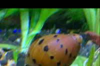 Spotted Netrite Snail Thumbnail