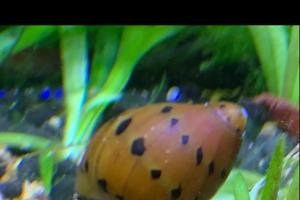 Spotted Netrite snail
