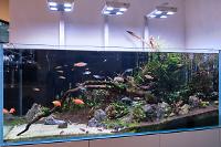 d2's Planted Tank Adventurama on April 8, 2020