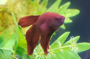 Betta Thumbnail