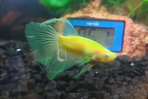 Glo-Betta Thumbnail