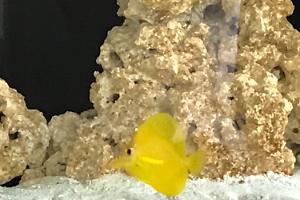 Yellow Tang Thumbnail