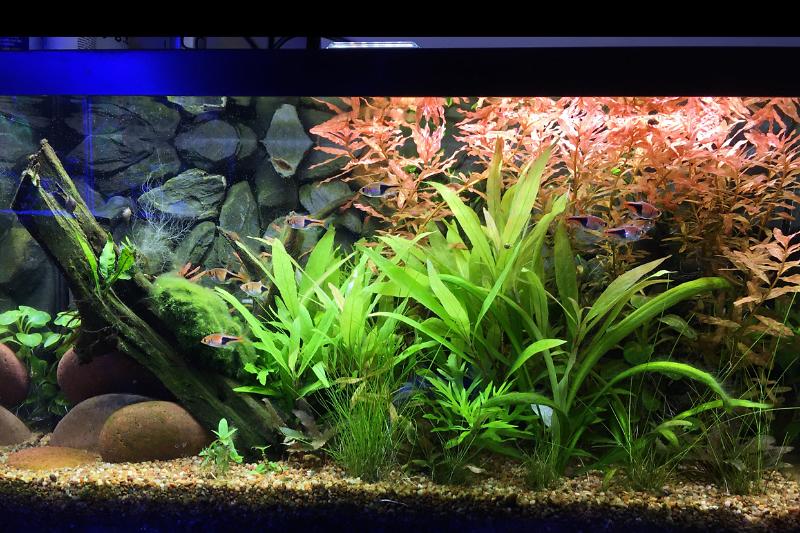 10 Gallon Burma Thumbnail