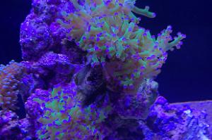 Frogspawn Thumbnail