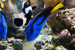 Dory Thumbnail