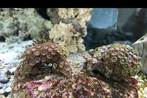 Zoas Thumbnail