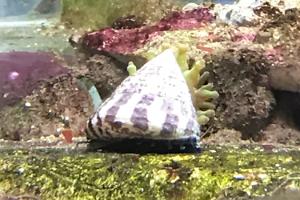 banded trochus snail Thumbnail