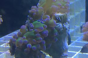 Frogspawn Thumbnail
