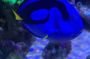 Blue Tang Regal Thumbnail