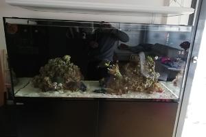 Ventino's reef on April 22, 2020