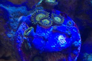 Yellow zoa Thumbnail