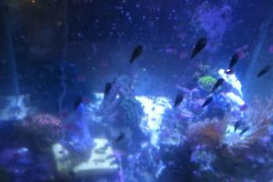 My Aquarium Thumbnail