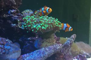 Euphylia division green australie Thumbnail