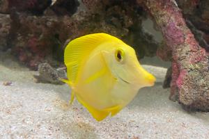 Yellow Tang Thumbnail