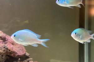Chromis blue-green Thumbnail