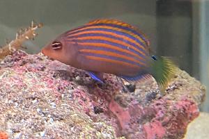 Six Line Wrasse Thumbnail