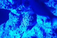 Alveopora Coral Thumbnail