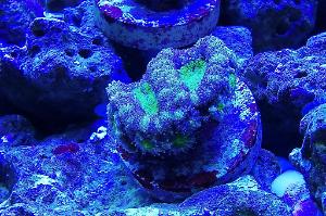 Acan yellow joker