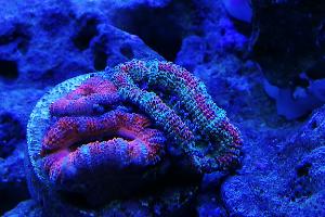 Acan mix