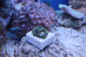 Zoanthus Laser Lemon Thumbnail