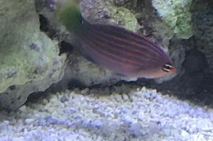 6 Line Wrasse Thumbnail
