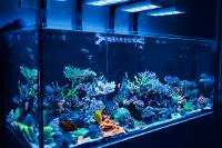 Treasure Reef on May 10, 2020