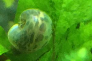 Blue Ramshorn Snail Thumbnail