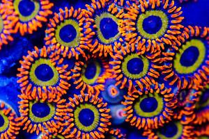 Zoos fruit loops Thumbnail