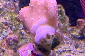 Toadstool Mushroom Leather Coral Thumbnail