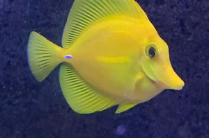 Yellow Tang Thumbnail