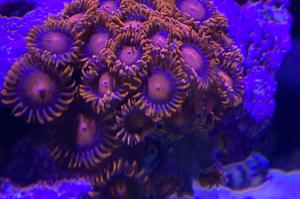 Orange Bam Bam Zoa Thumbnail