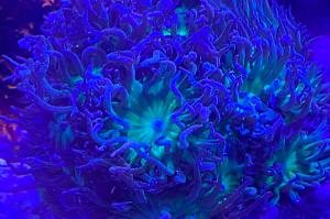 Duncan Coral Thumbnail