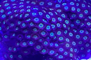 Radioactive Zoa Thumbnail