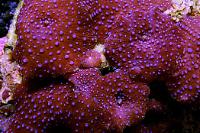 Red Mushroom Thumbnail