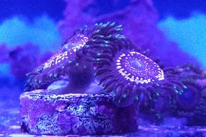 WWC Taser Zoanthids Thumbnail