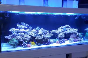 Baim tank Thumbnail
