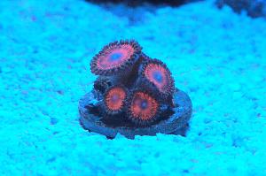 Bloodsucker Zoanthid Thumbnail