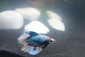 betta male Thumbnail