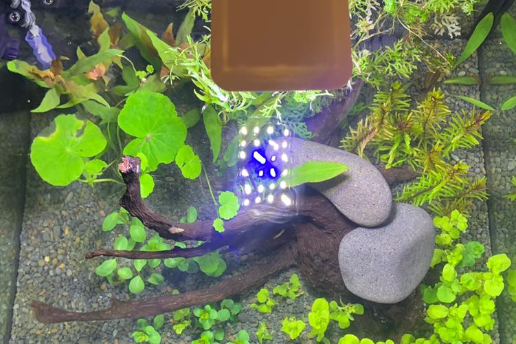 Rimless Tank Thumbnail