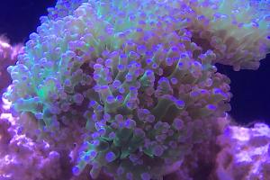 Frogspawn Coral - Branched Thumbnail