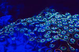 BlueOrangeGreen Zoas Thumbnail