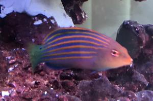 Six Lined Wrasse Thumbnail