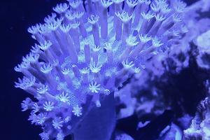Toadstool Mushroom Leather Coral Thumbnail