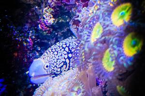 Stickreef Thumbnail